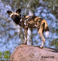 African Hunting Dog sample