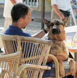 German Shepherd sample